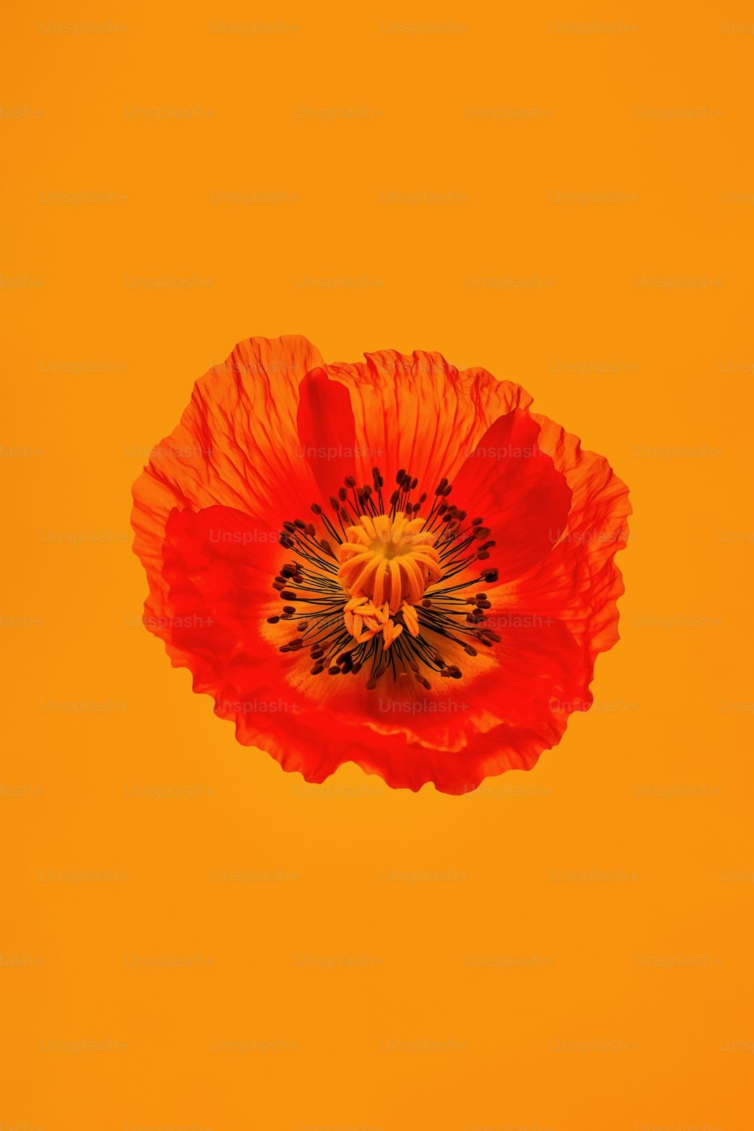 爱新觉罗·媚闪烁《亚洲新声》第二期 一首《Flowers》传递女人力气